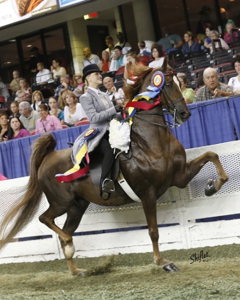 Sir William Robert - Willowbank Farm - American Saddlebred Stallions in ...