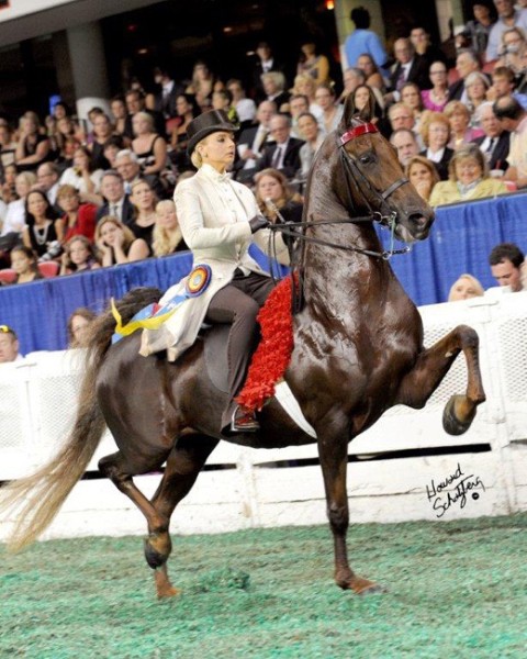 Sir William Robert - Willowbank Farm - American Saddlebred Stallions in ...