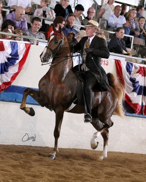 Undulata's Nutcracker - Willowbank Farm - American Saddlebred Stallions ...